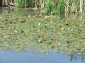 Rezervatia Naturala Complexul Piscicol Dumbravita
